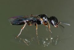 Spilomena nozela