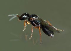 Spilomena nozela
