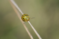 Paropsisterna obliterata