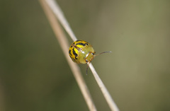 Paropsisterna obliterata