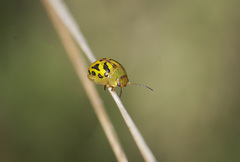 Paropsisterna obliterata