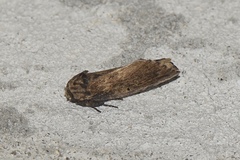 Norracoides basinotata