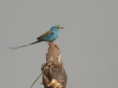Coracias abyssinicus