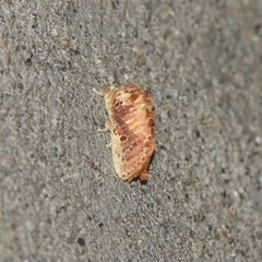 Demonarosa rufotessellata