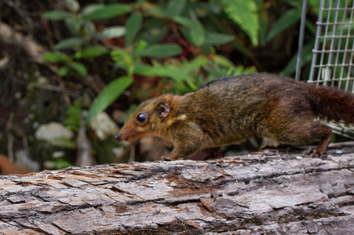 Painted Treeshrew
