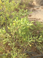 Zygophyllum qatarense