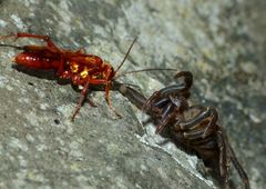 Sphictostethus nitidus