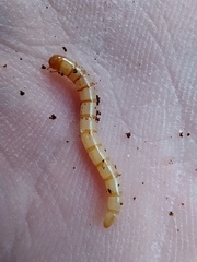 Prionychus melanarius