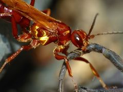 Sphictostethus nitidus