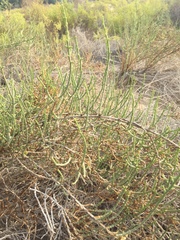 Haloxylon salicornicum