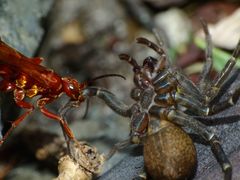 Sphictostethus nitidus