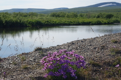 Dianthus repens, photograph (c) Oleg Kosterin, some rights reserved (CC BY)