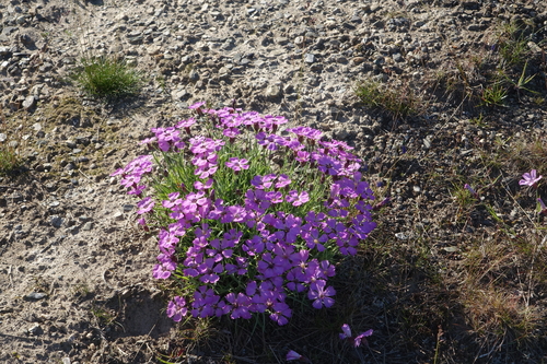 Dianthus repens, photograph 5