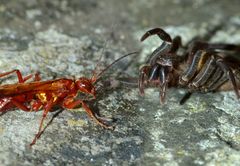 Sphictostethus nitidus