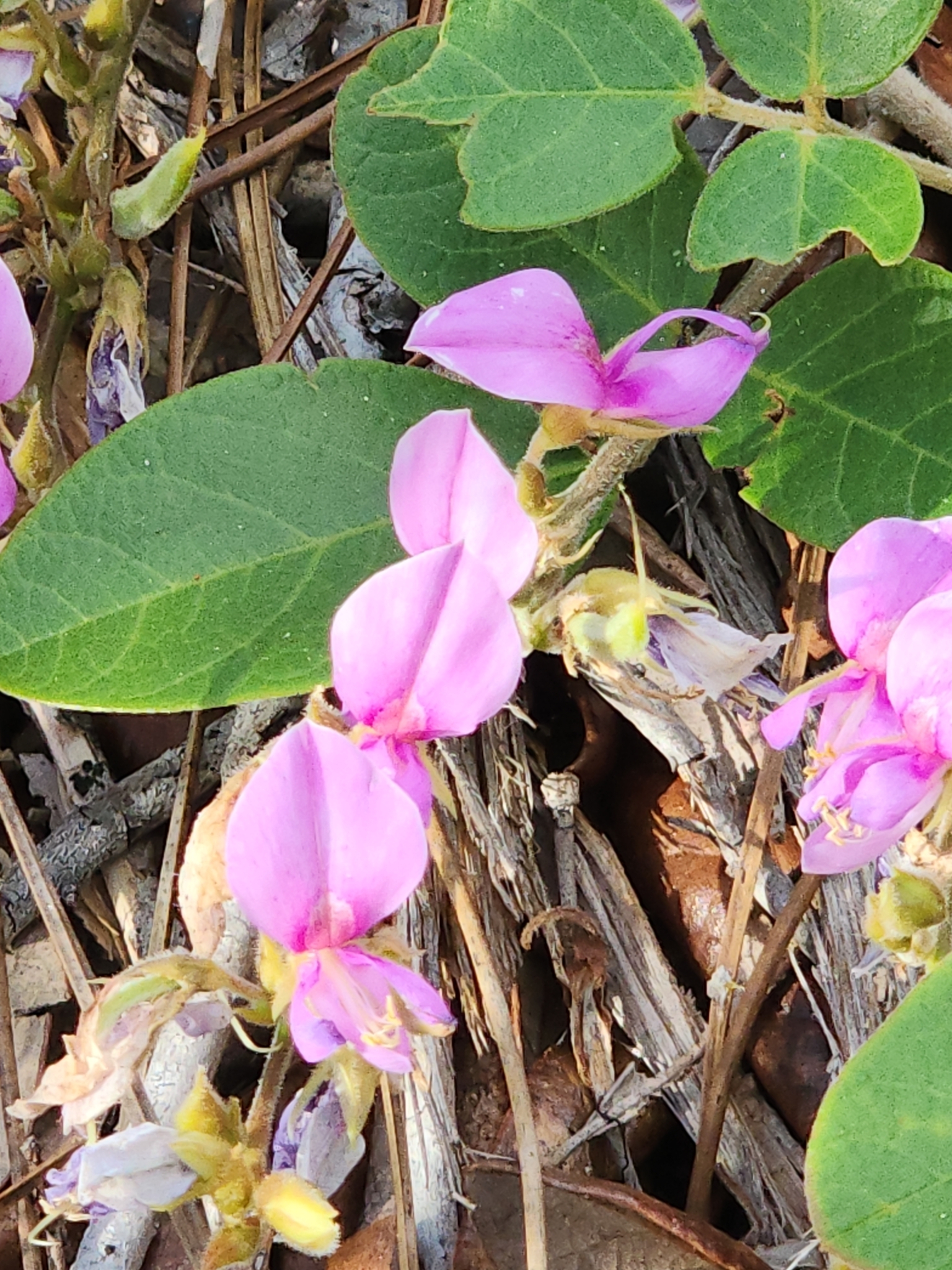 Galactia floridana