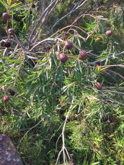Leucadendron pondoense
