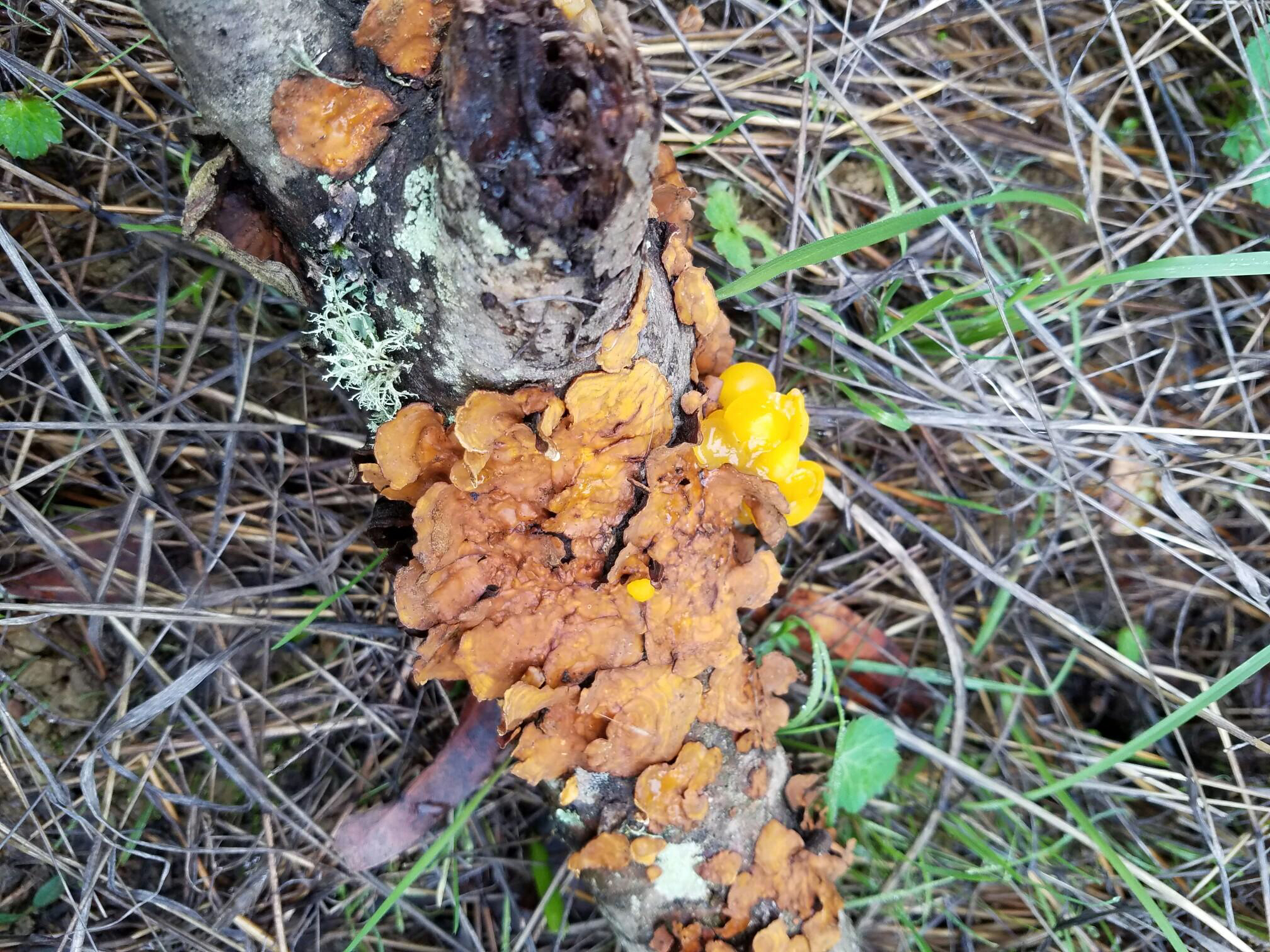 Tremella aurantia image