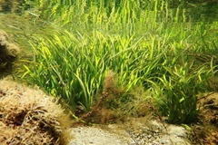 Posidonia australis