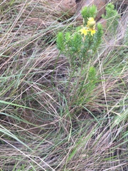 Bulbine asphodeloides