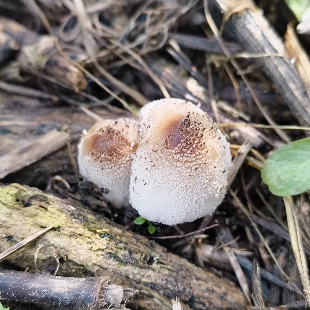 Domestici · September 2025 · photo: © zedt (iNaturalist, cc-by)