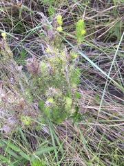 Aspalathus gerrardii