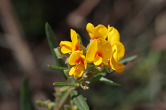 Oxylobium arborescens