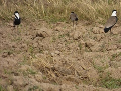 Vanellus spinosus
