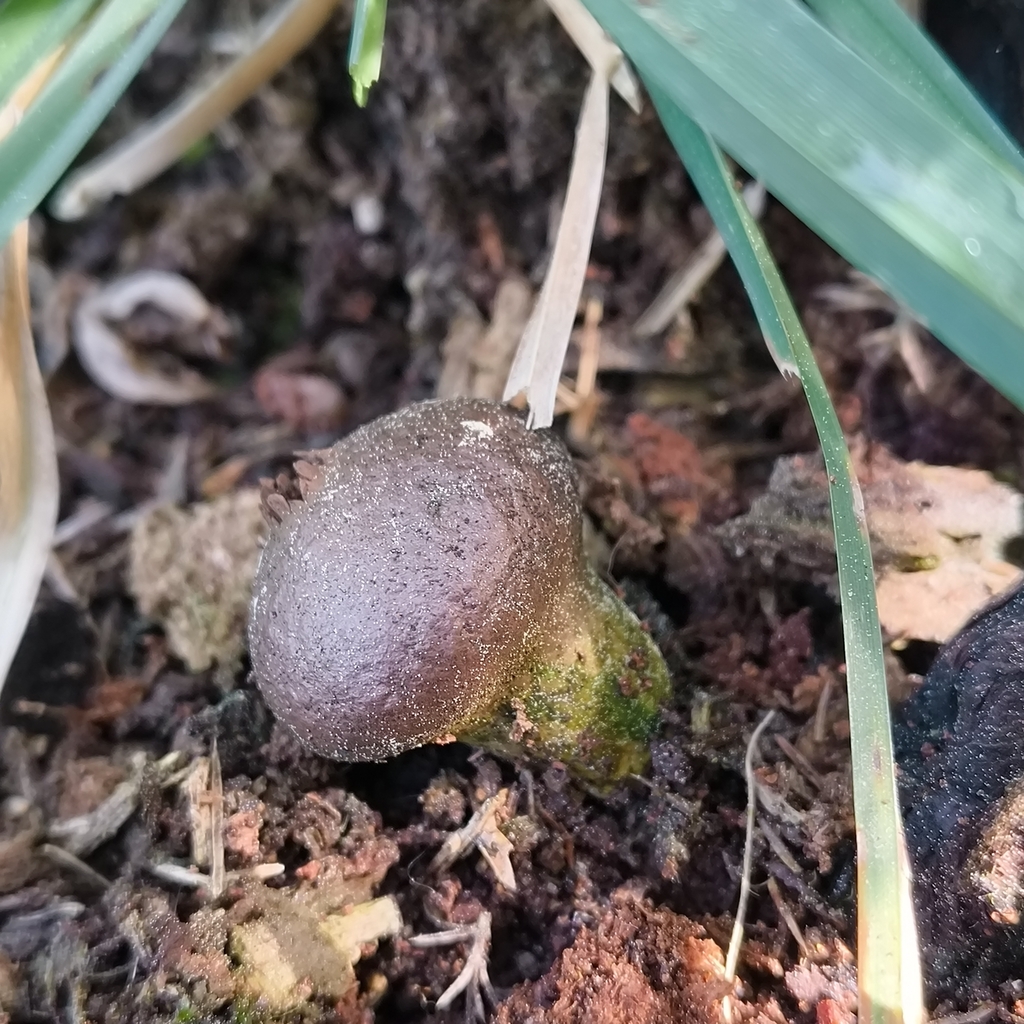 Lycoperdon