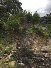 Leucadendron pondoense