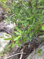 Gymnosporia bachmannii