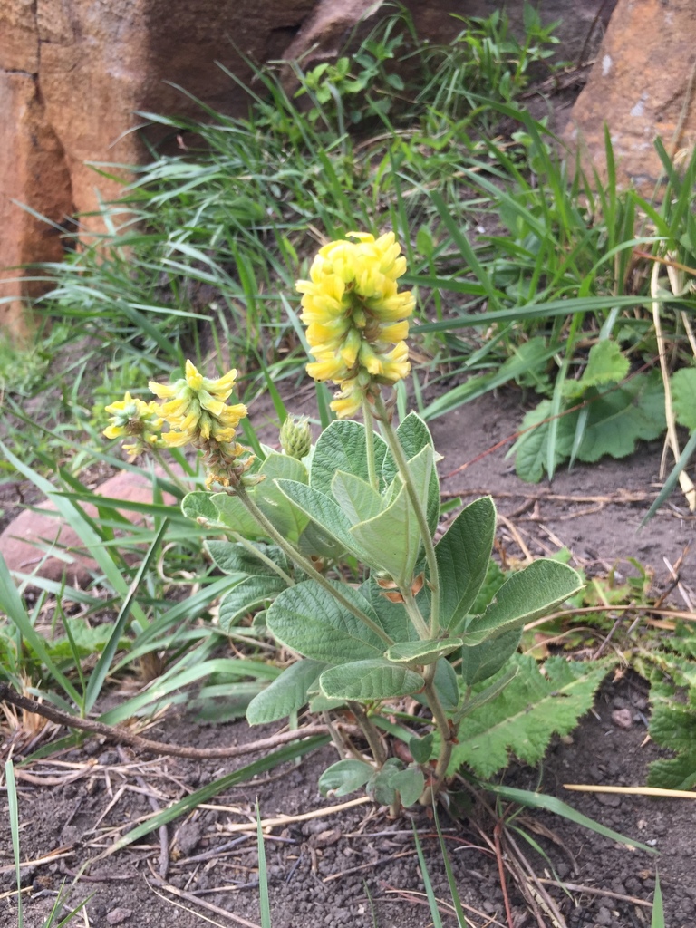 Eriosema latifolium