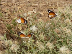 Danaus chrysippus alcippus