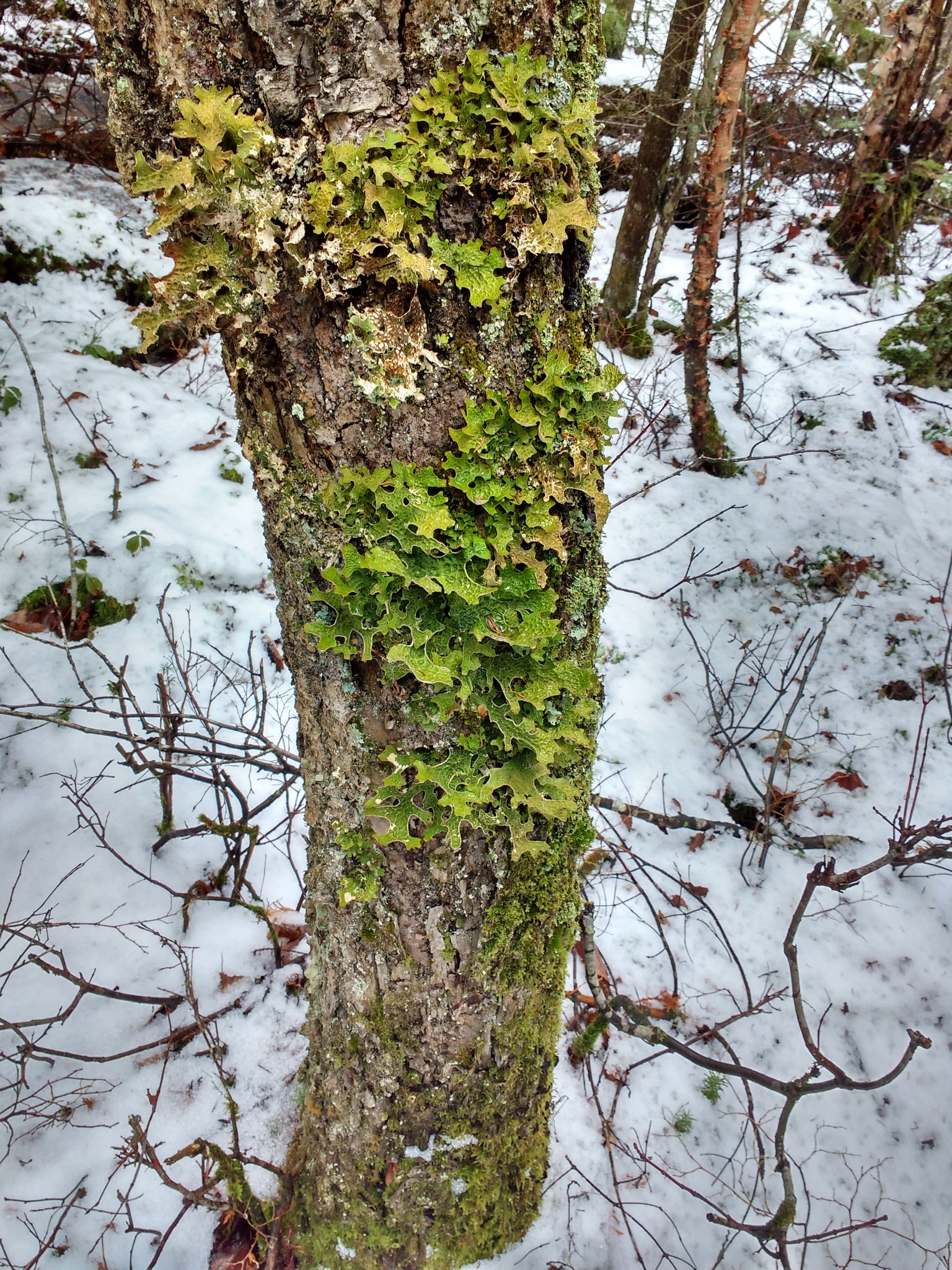 Lobaria pulmonaria image