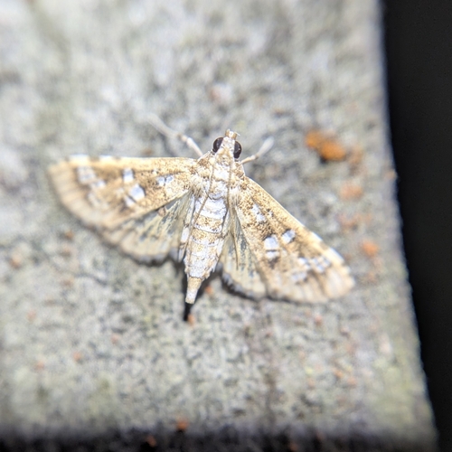 Salvinia Stem Borer Moth photo 5