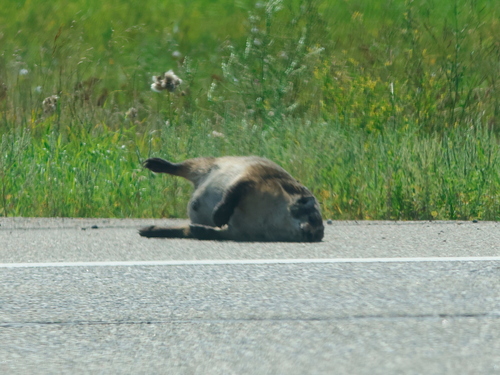 American Badger