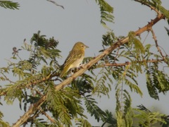 Ploceus cucullatus