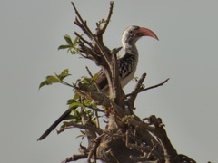 Tockus erythrorhynchus