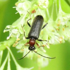Grammoptera haematites