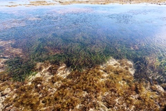 Posidonia australis