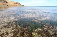 Posidonia australis
