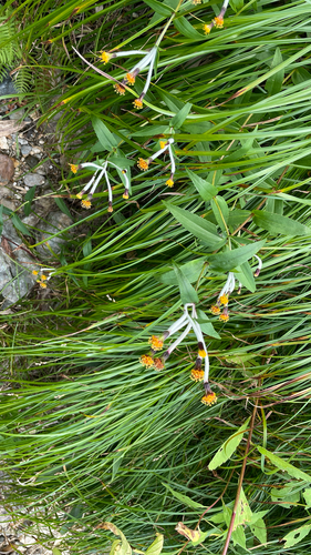 Arnica mallotopus iNat (3)