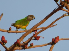 Poicephalus senegalus
