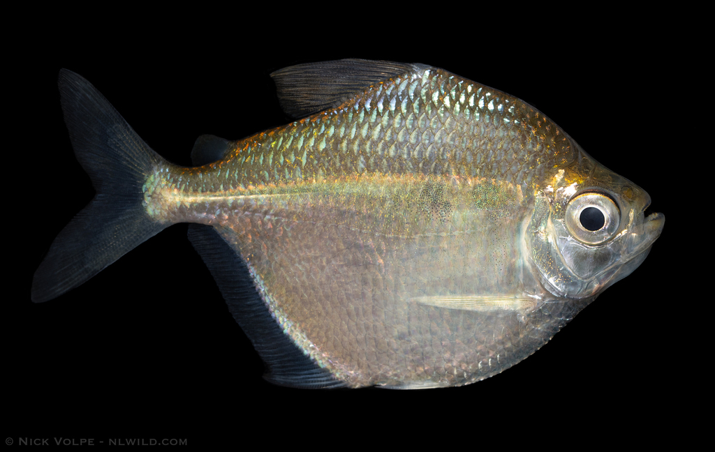 Silver dollar tetra (Brachychalcinus nummus) — Characidae