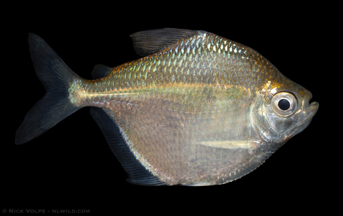 Silver dollar tetra (Brachychalcinus nummus) — Characidae