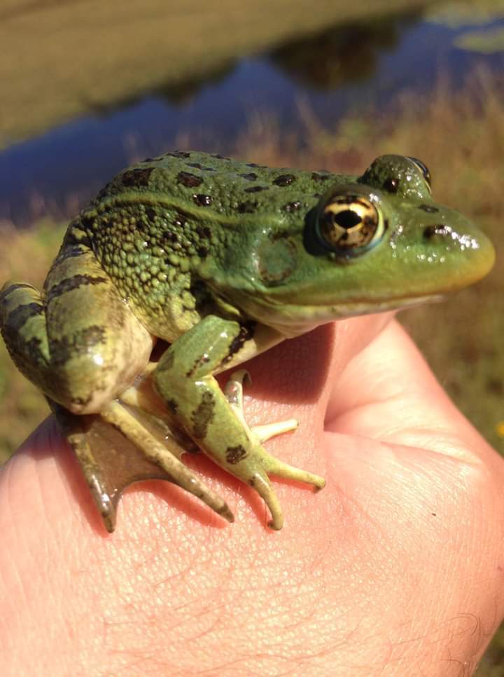 Montezuma Leopard Frog from Aguascalientes, Ags., México on October 10