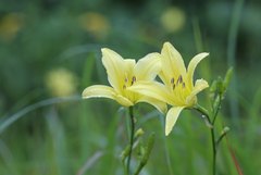 Hemerocallis citrina vespertina