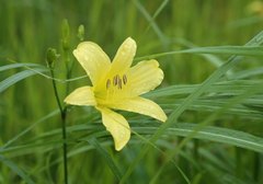 Hemerocallis citrina vespertina