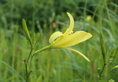 Hemerocallis citrina vespertina