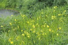 Hemerocallis citrina vespertina
