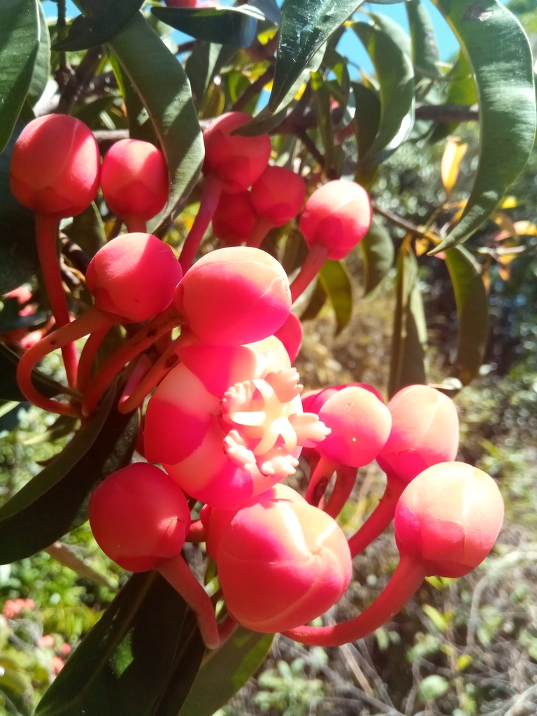 Symphonia pauciflora